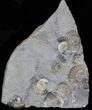 Promicroceras Ammonite Fossils - England #30888-1